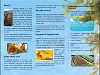 British Virgin Islands Sargassum_Information