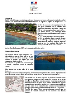 Sargasses : rappel du phénomène