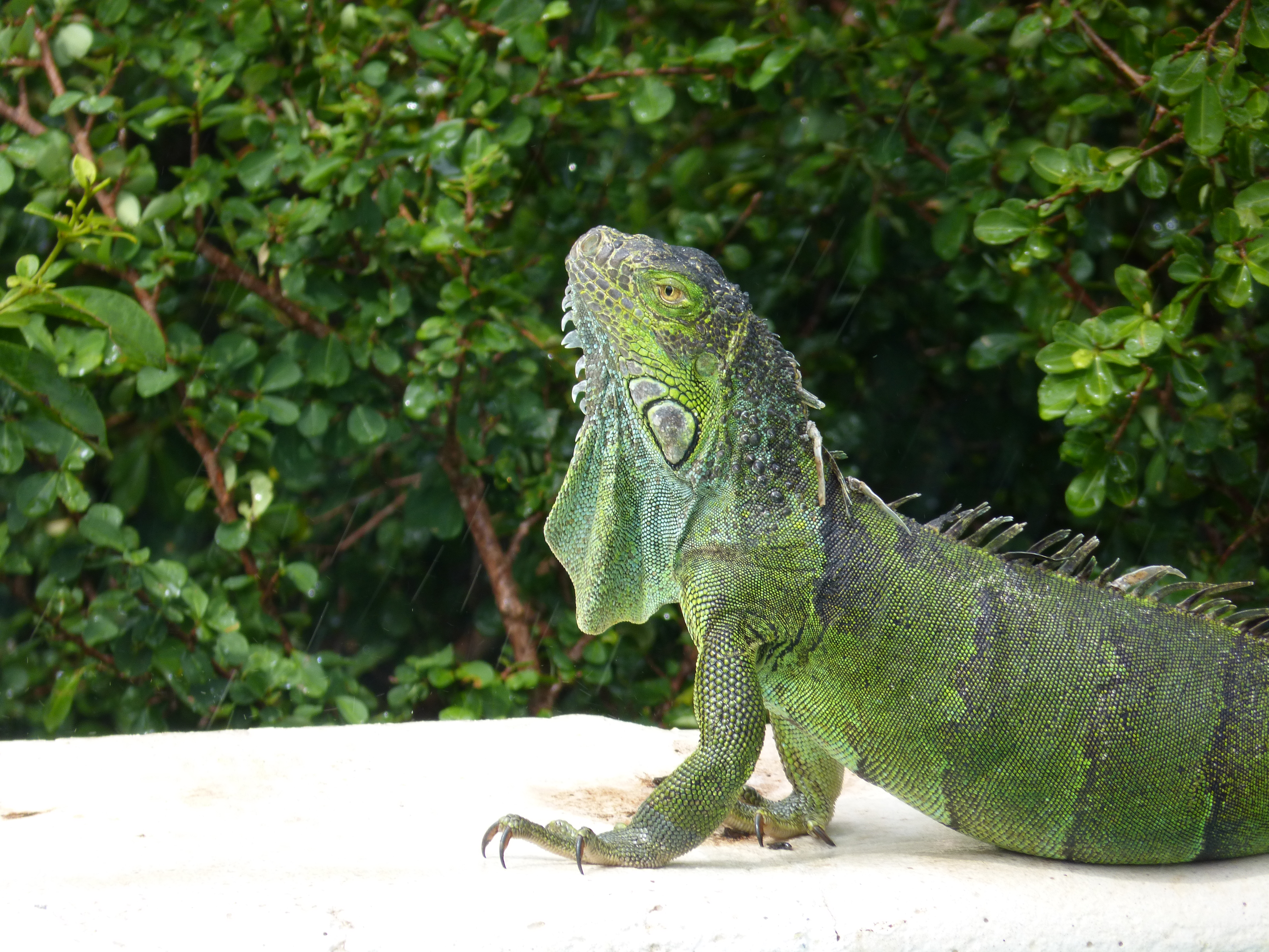 Iguane Commun (Iguana iguana)