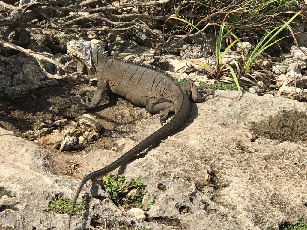 Iguane des Petites Antilles (Iguana delicatissima)