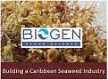 Building a Caribbean Seaweed Industry