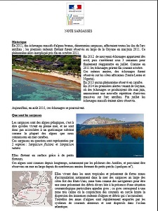 Description et explication du phénomène sargasses