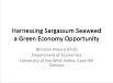 Sargassum Seaweed a Green Economy Opportunity