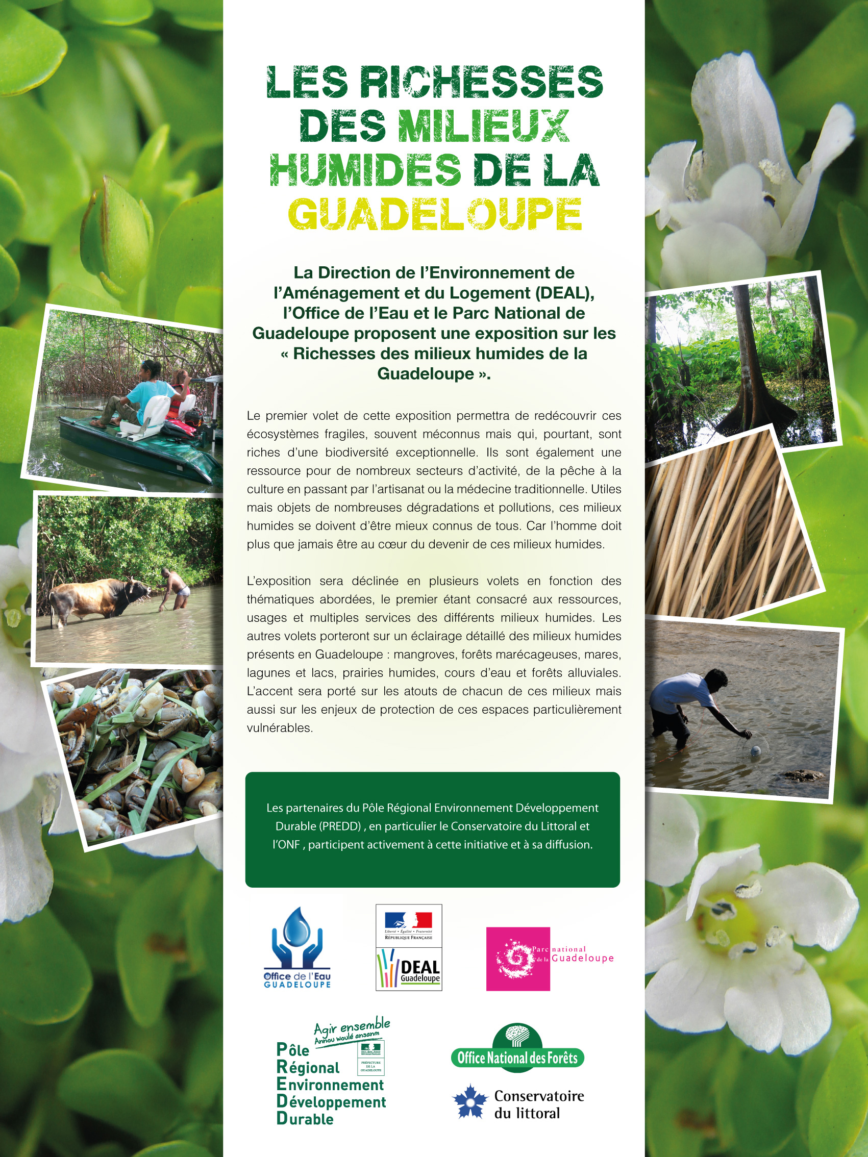 Affiche sur les milieux humides de Guadeloupe